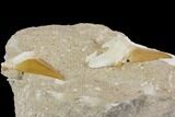 Two Very Large Otodus Shark Teeth in Rock - Morocco #143930-4
